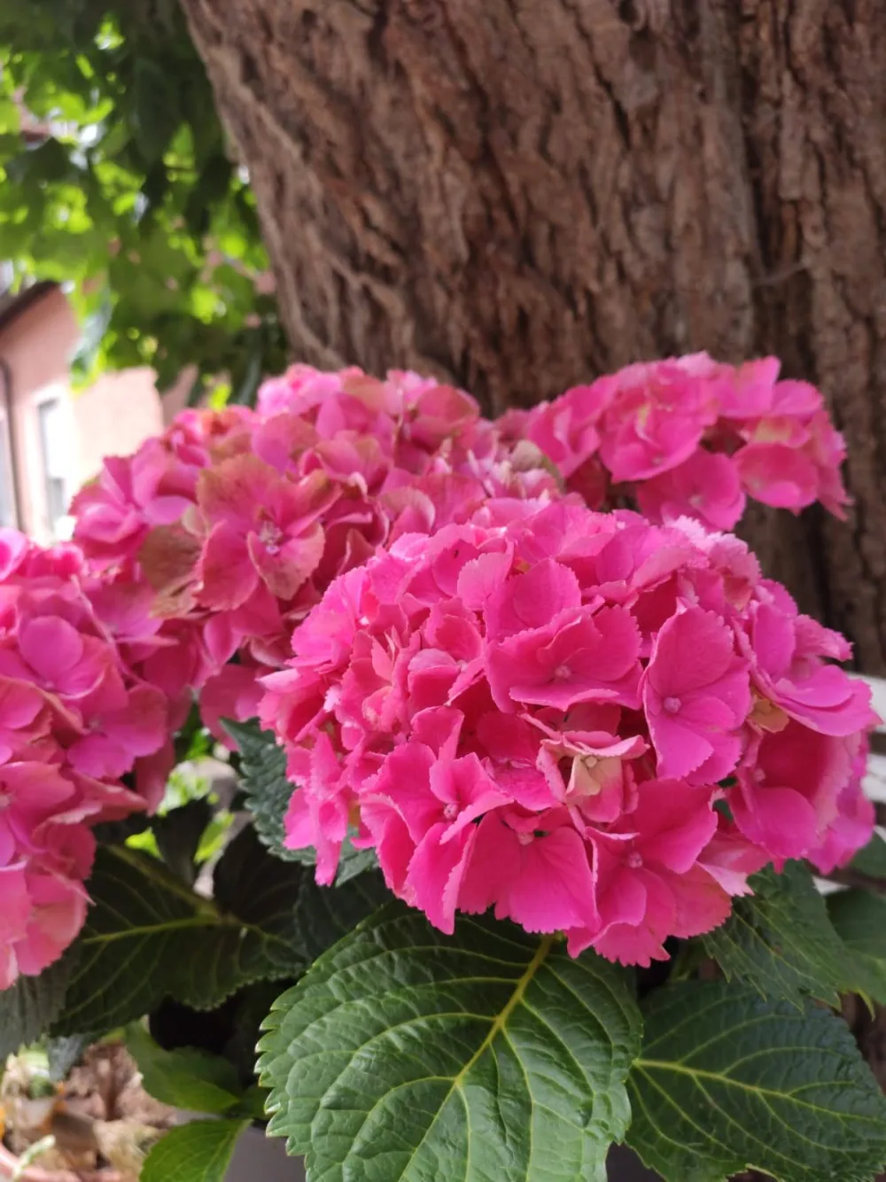 Pinke Hortensie im Biergarten des Ritter St. Georg